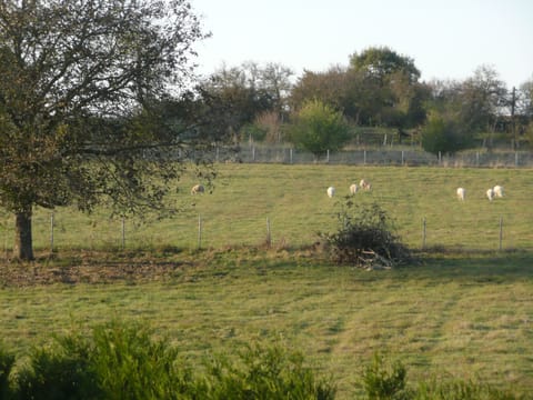 our sheep keeping the grass short