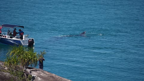 So exciting to see a whale so close to the rocks here