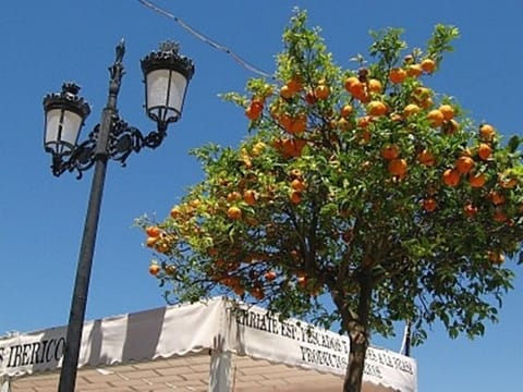 Pick an orange in Seville !!