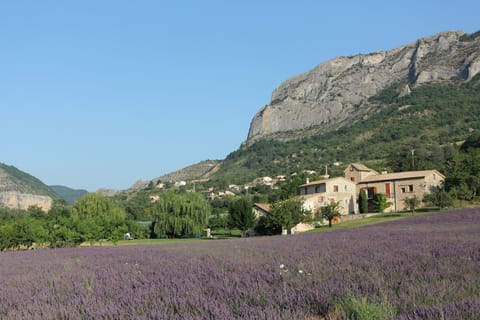 Le Moulin, the famous cliffs and our lavander field