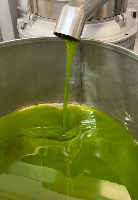 molitura delle olive di nostra produzione, campagna di raccolta 2023-2024