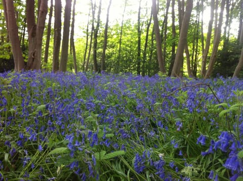 Ladys Field House local woodland