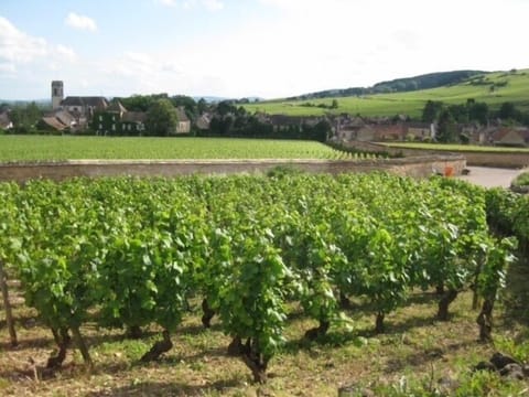 C12th village of Pommard.