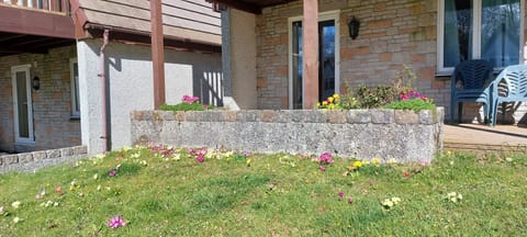 Primroses in the spring