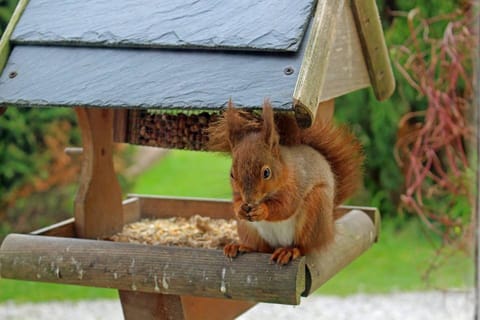 Resident Red Squirrel