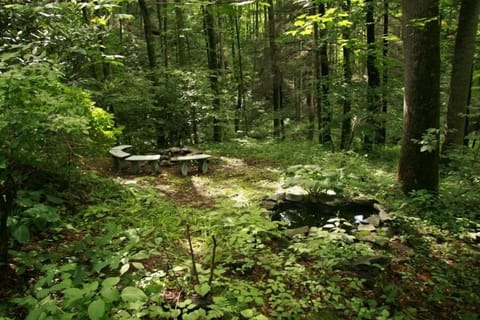 Summer woodland view showing fire circle and creek beyond.
