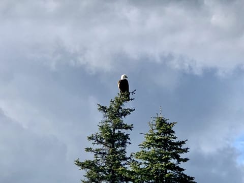 Our resident eagle we have named Trouble.