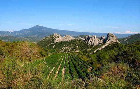 Just a few metres away from the dentelles de Montmirail