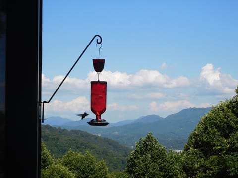 Wonderful bird friends, who entertain us love to visit our feeders