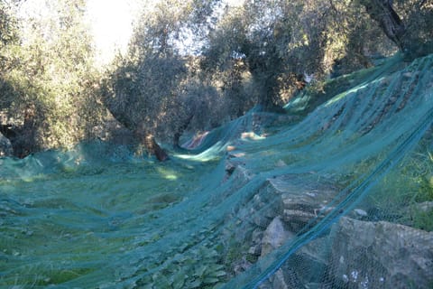 Olives harvest