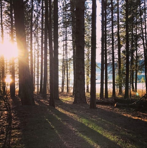 Space between house and the water.  about 100 yards of gently slopped forest