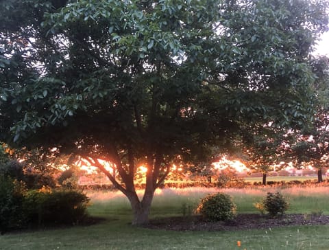 Stunning sunset in back garden seen from guest patio.