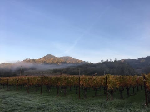 Endless views of the Vineyards 