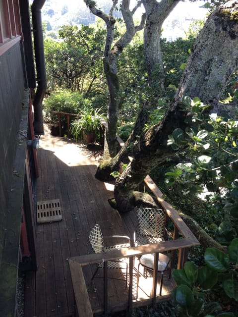 tenants' deck with heritage oak tree