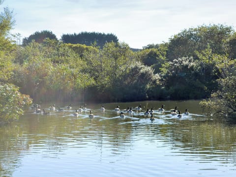 Unfenced lake in the grounds | Meadowside Lodges- Peregrine Lodge - Meadowside Lodges, St Columb, near Padstow