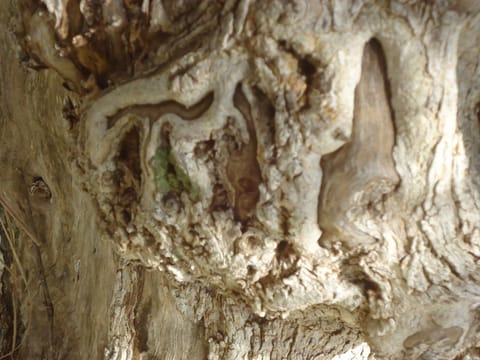 Old olive tree in the garden