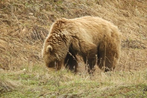  Denali Wildlife Grizzly Cabin Luxury with a touch of Rustic..  Cabin in Healy