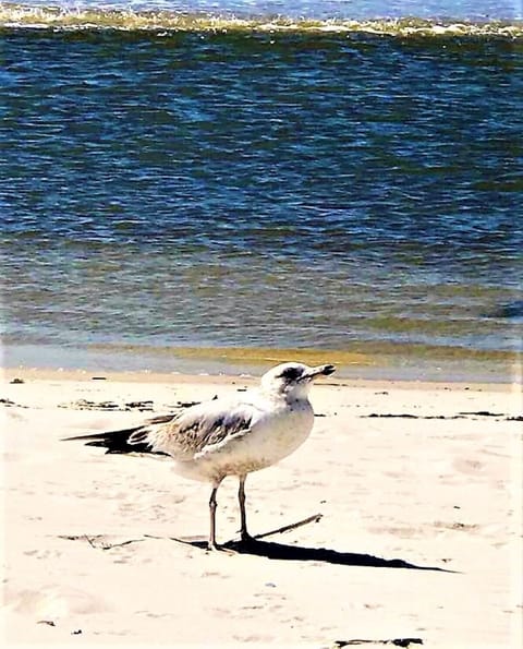 On the beach, sun loungers, beach towels