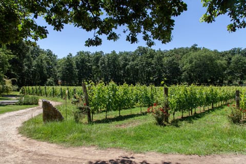 Imagine walking in a farmhouse surrounded by vineyards and woods