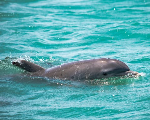 The area is home to several large pods of dolphins. Dolphin watch tours are just one of the island's many memorable activities!
