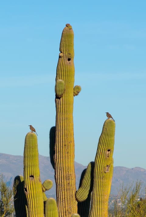 Desert Retreat House in Tucson