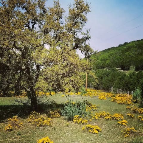 Springtime in the Lost Maples Region