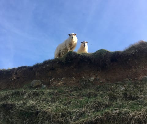 Daredevil Pembrokeshire sheep - with attitude!