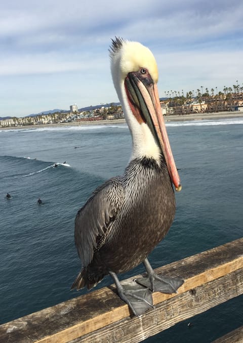 Pelican at Oceanside pier 7 minute walk from our place