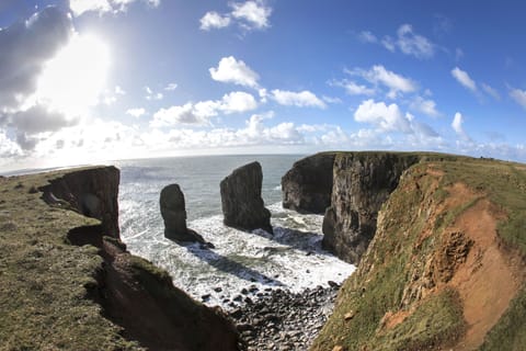 Stack Rocks at Castlemartin only 10mins away - a bird watcher's delight