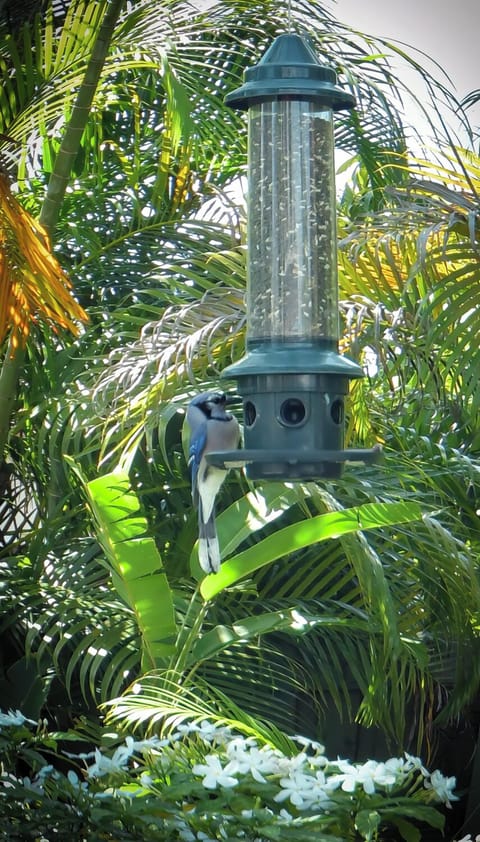 Tropical Birds always flying around the pool