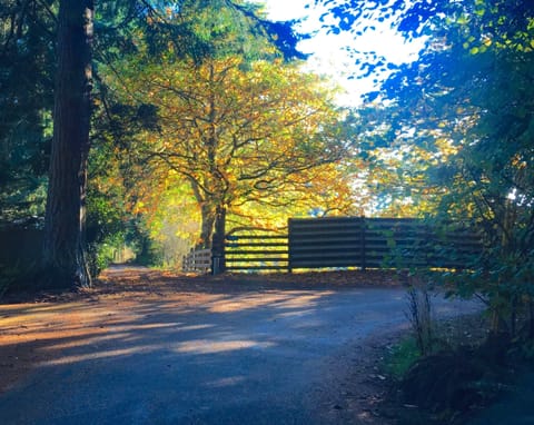 Chestnut tree on Comforts property in the fall