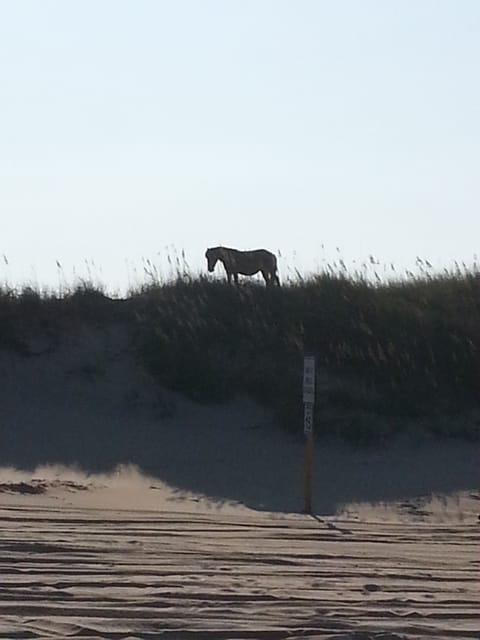 A Family beach house House in Kitty Hawk