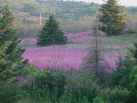 Late July and early August can be the time to catch the fireweed bloom. 