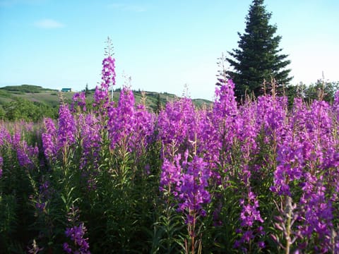 Fireweed grows to 6 feet and covers the hillsides in late July. 