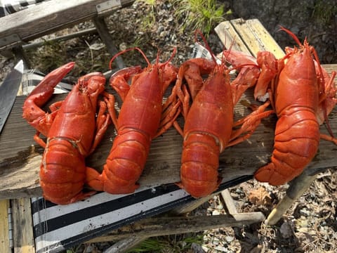 Lobster anyone?