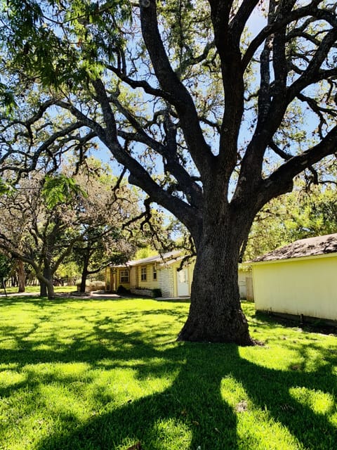 Beautiful live oak on property