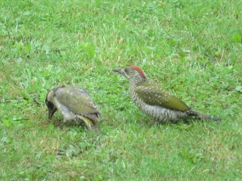 Some of the other residents at Keranmeriet