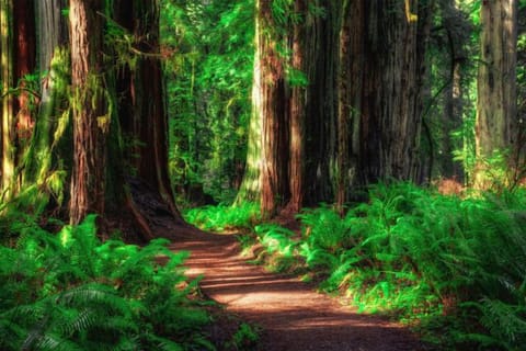 Pro Tip – Skip Muir Wood - Come to Armstrong Woods instead! Armstrong Woods is a short drive from the house. 1000-year-old Redwood Grove. Easy valley flooring walking, or you can hike to the top of the Coastal Redwoods. Armstrong Woods is like Muir Woods without the crowds!