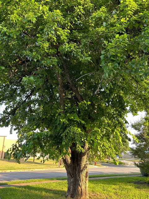This is a Bois D’ Arc tree and how we decided on the name for our BnB