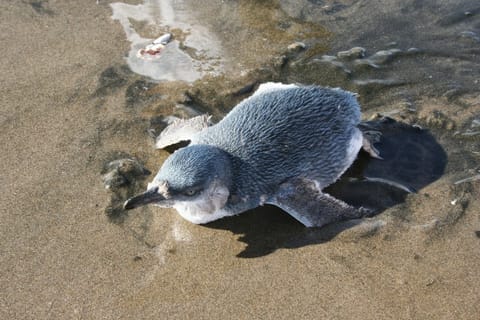 Blue Penguin at North Piha Beach
