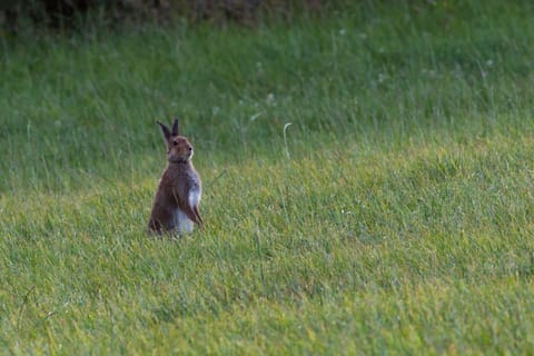 An Irish hare photoed on the land near the house by Allen Whermann, Illinois, US