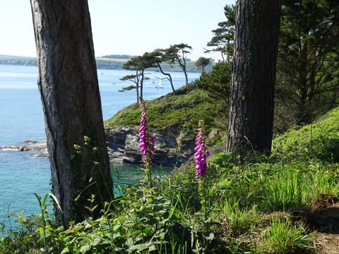 Molunan Coast path on St Anthony Head