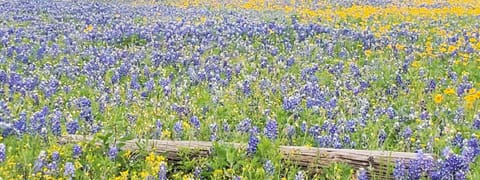 Beautiful Texas Bluebonnets!