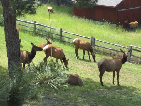 Just hanging out enjoying the cool grass
