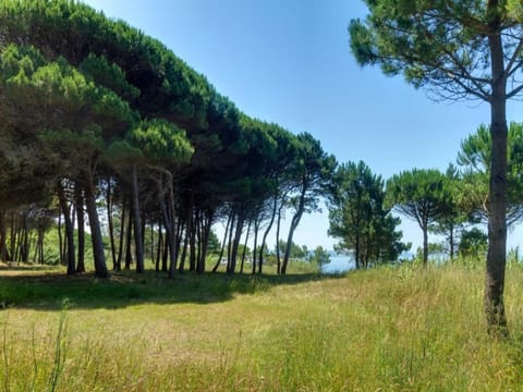 Region [summer] (>5 km)