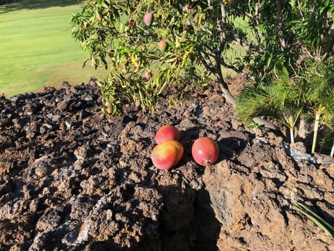 Fresh mangoes from two trees on the property
