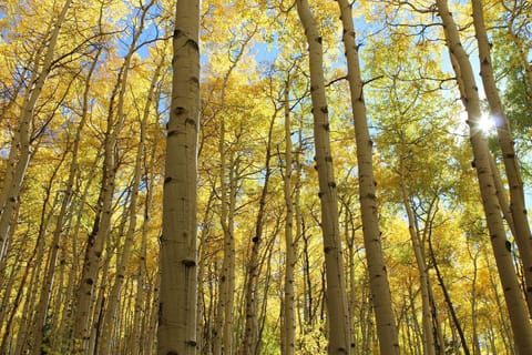 Fall in the Lake City Area