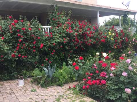 The backyard in Spring-Summer 