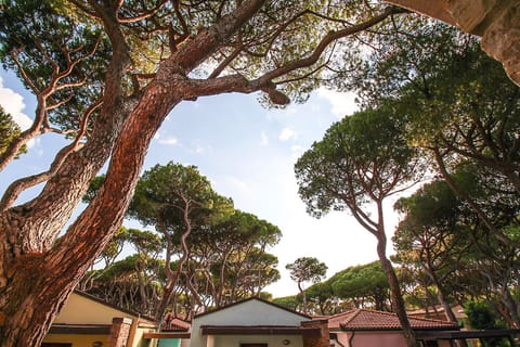 Marina di Grosseto-Lavanda Apartment-In the cool of the pine forest, a stone's throw from the sea, it is the ideal place for a totally relaxing holiday