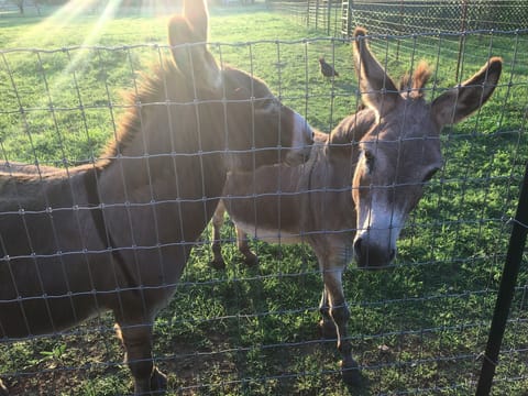 Paco and Pancho are always ready for an apple treat